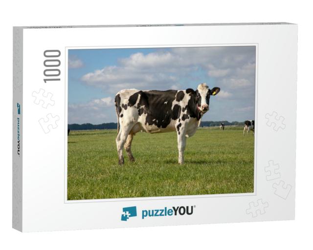 Black Pied Cow, Friesian Holstein, in the Netherlands, St... Jigsaw Puzzle with 1000 pieces
