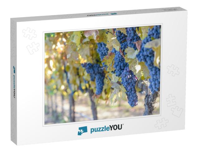 Grapes on the Vine... Jigsaw Puzzle