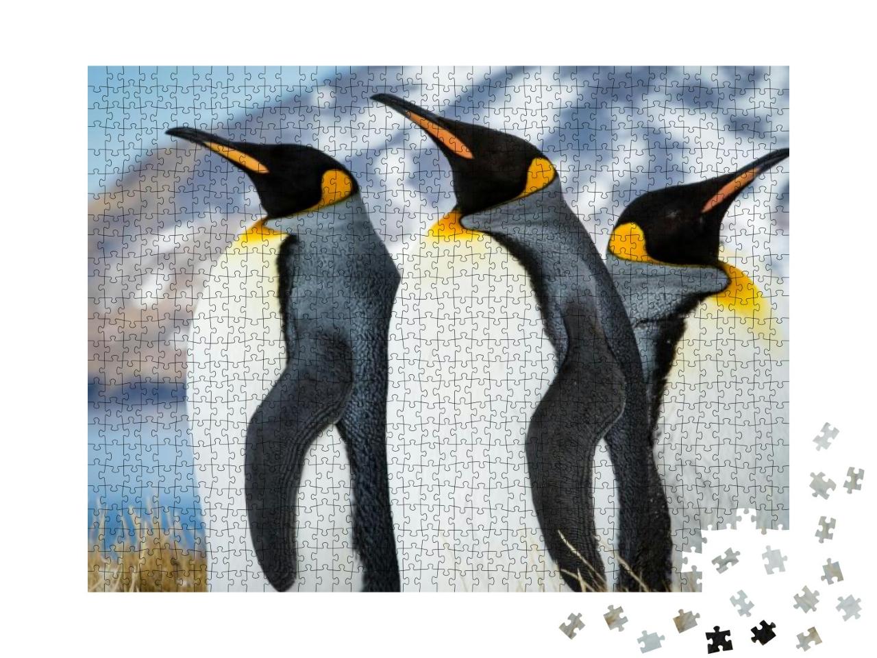 Emperor Penguins of South Georgia... Jigsaw Puzzle with 1000 pieces