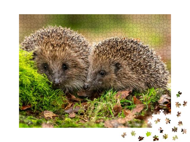 Hedgehogs Scientific Name Erinaceus Europaeus Two Wild, N... Jigsaw Puzzle with 1000 pieces