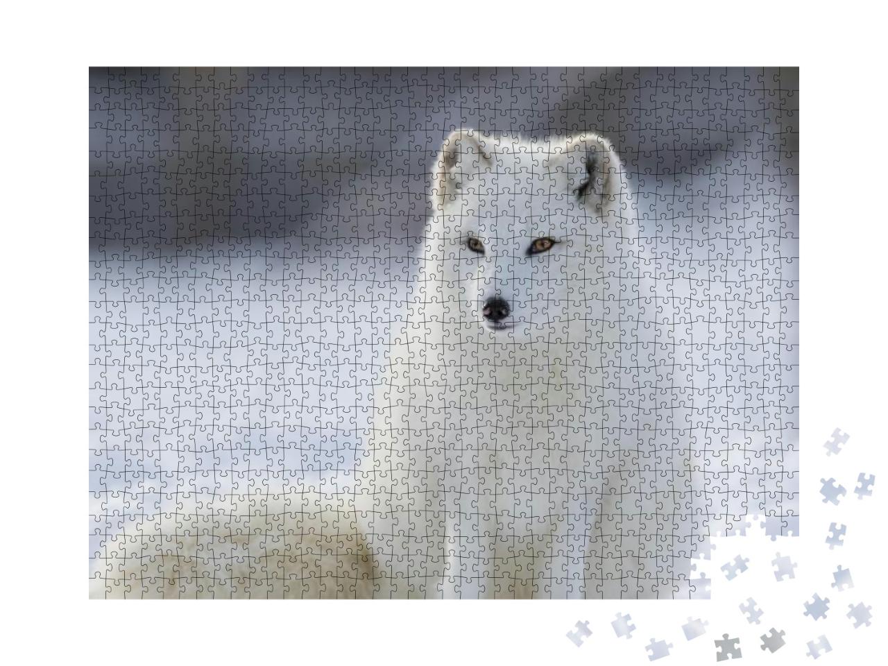 Arctic Fox in Winter... Jigsaw Puzzle with 1000 pieces