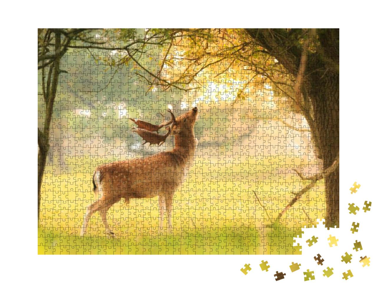Proud Male Fallow Deer Stag, Dama Dama, with Big Antlers... Jigsaw Puzzle with 1000 pieces