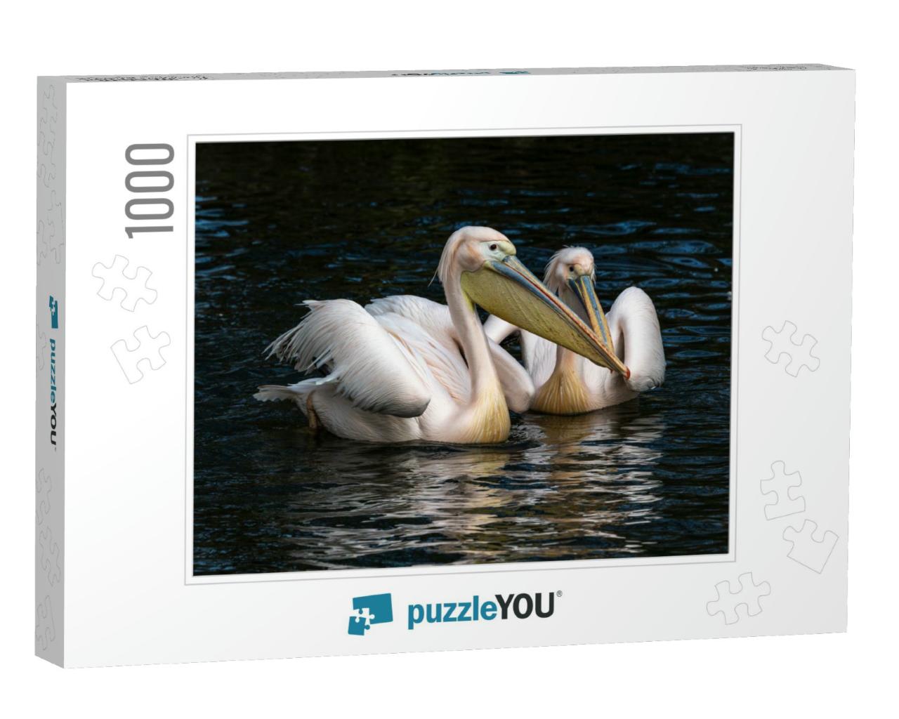 The Great White Pelican, Pelecanus Onocrotalus Also Known... Jigsaw Puzzle with 1000 pieces