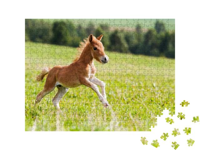 Mini Horse Falabella... Jigsaw Puzzle with 500 pieces
