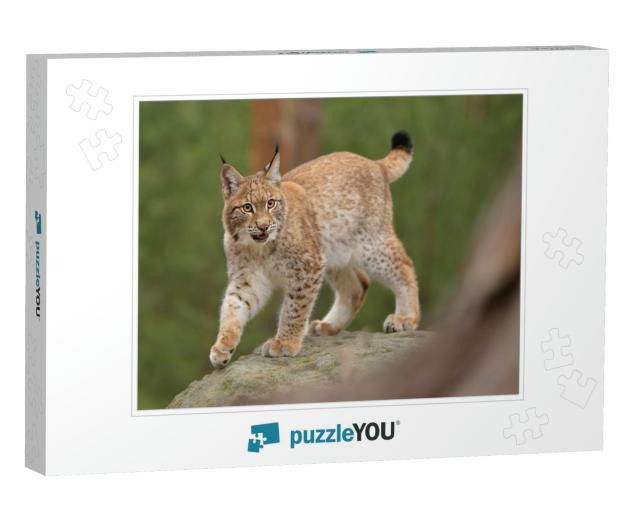 Eurasian Lynx  Lynx in the Natural Environment. Taken in... Jigsaw Puzzle