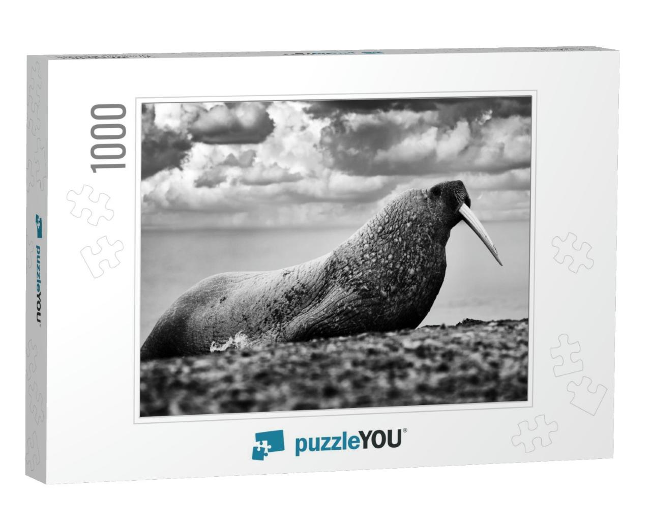 Nature - Black & White Art. Walrus on the Sand Beach. Det... Jigsaw Puzzle with 1000 pieces