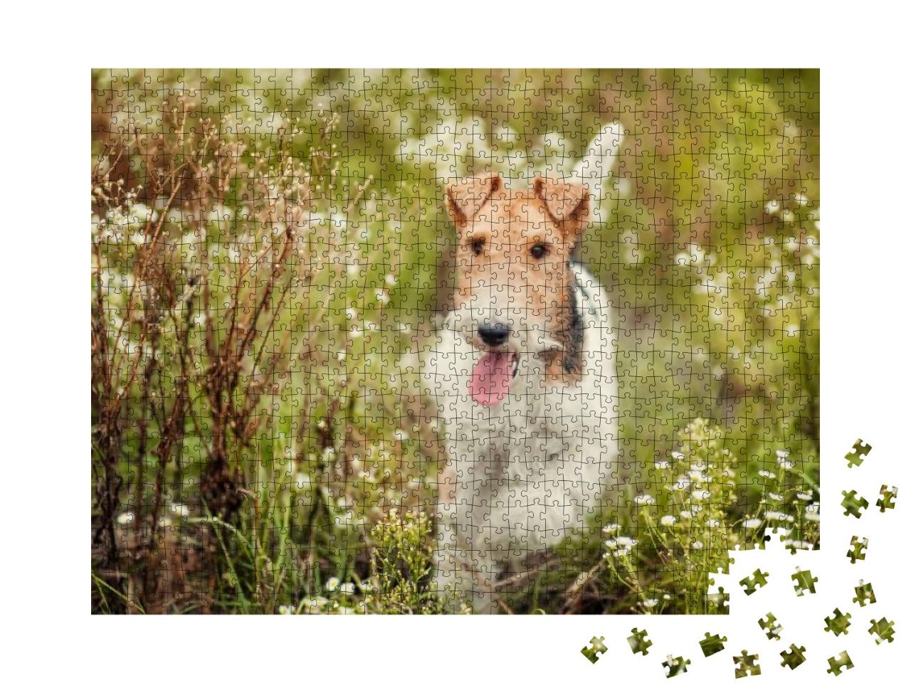 Close Up Shot of a Happy Cute Fox Terrier Dog in the Park... Jigsaw Puzzle with 1000 pieces