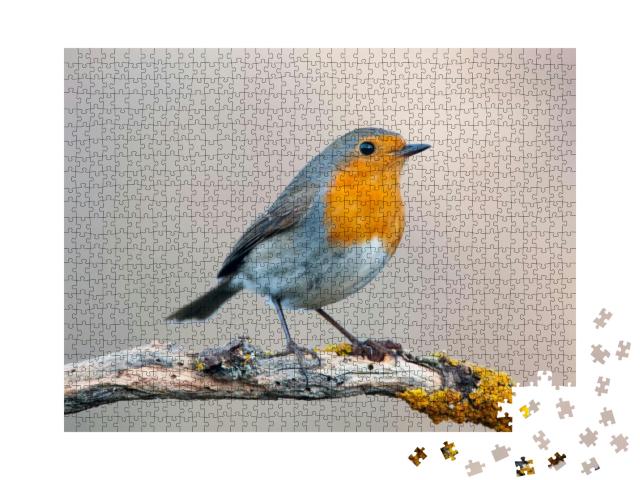 Robin - Erithacus Rubecula, Standing on a Branch... Jigsaw Puzzle with 1000 pieces