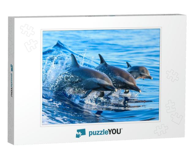 A Spotted Dolphin Family Leaping Out of the Clear Blue Ha... Jigsaw Puzzle