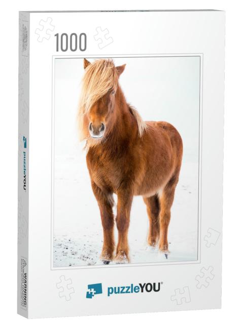 The Icelandic Horse is a Breed of Horse Developed in Icel... Jigsaw Puzzle with 1000 pieces