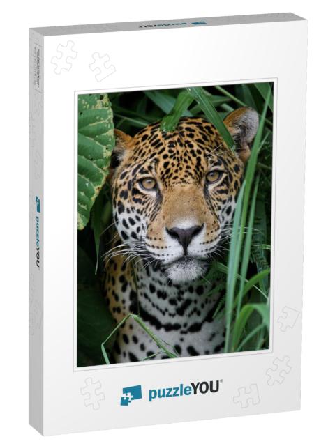 Jaguar in the Amazon Jungle... Jigsaw Puzzle