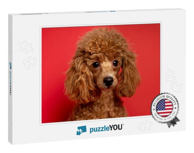 Cute Little Red Poodle on a Red Background... Jigsaw Puzzle