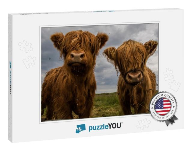 Two Highland Cows... Jigsaw Puzzle