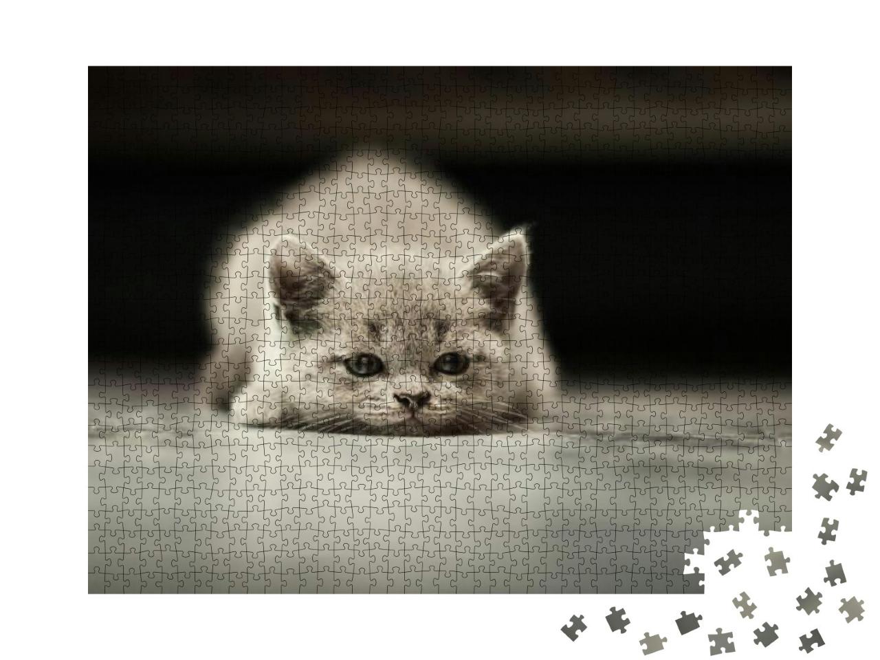 Sleepy British Kitten Over Black Background. Sweety Briti... Jigsaw Puzzle with 1000 pieces