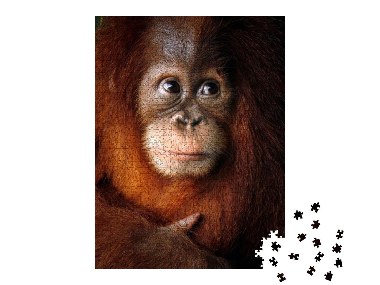 Baby Orangutan Close Up Detailed Face... Jigsaw Puzzle with 1000 pieces