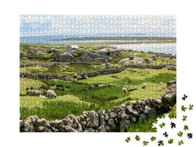 Three Sheep Grazing on the Coast of Ireland on a Cloudy A... Jigsaw Puzzle with 1000 pieces