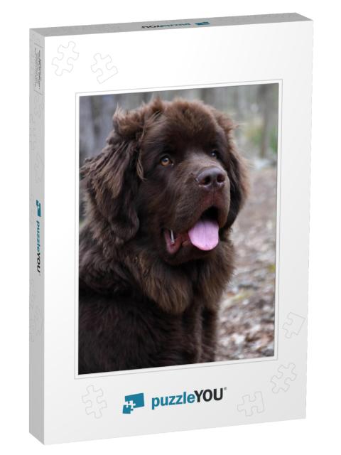 Beautiful Brown Newfoundland Dog Looking Very Sweet... Jigsaw Puzzle