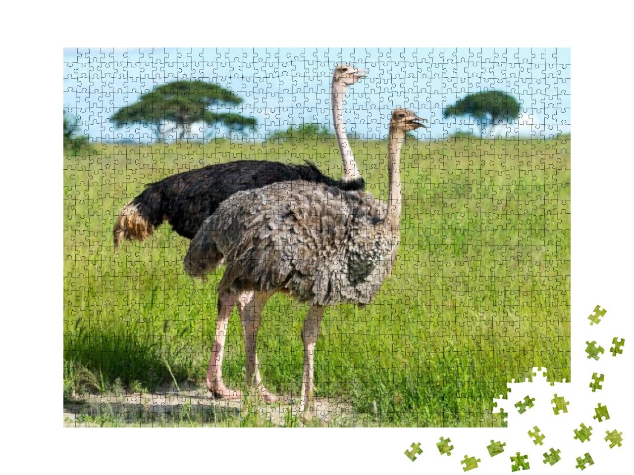 Pair of Ostriches, Tanzania, Africa... Jigsaw Puzzle with 1000 pieces