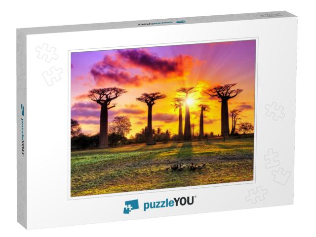 Beautiful Baobab Trees At Sunset At the Avenue of the Bao... Jigsaw Puzzle