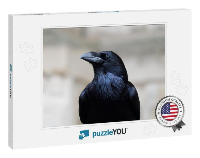Close Up Portrait of a Common Raven Corvus Corax... Jigsaw Puzzle