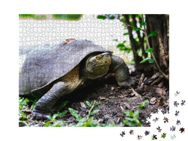 Brown Turtle Walking on Grass. Turtle Shell Injure... Jigsaw Puzzle with 1000 pieces