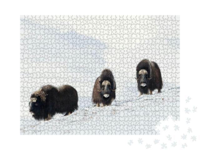 Three Male Musk Oxen Ovibos Moschatus Standing in Snowy D... Jigsaw Puzzle with 1000 pieces