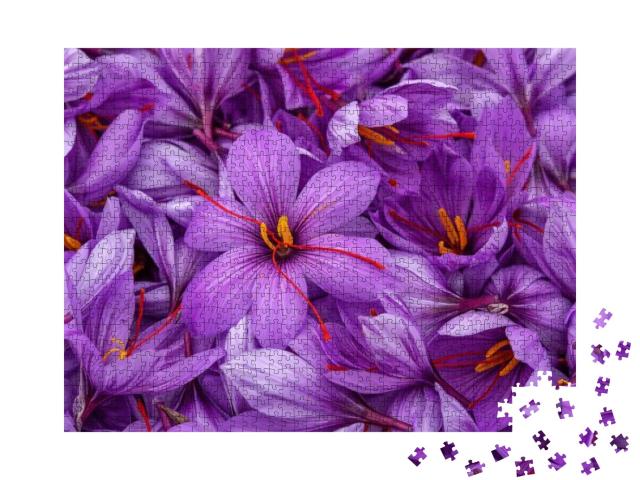 Harvest Flowers of Saffron After Collection. Crocus Sativ... Jigsaw Puzzle with 1000 pieces