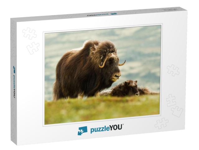 The Muskox Norway... Jigsaw Puzzle