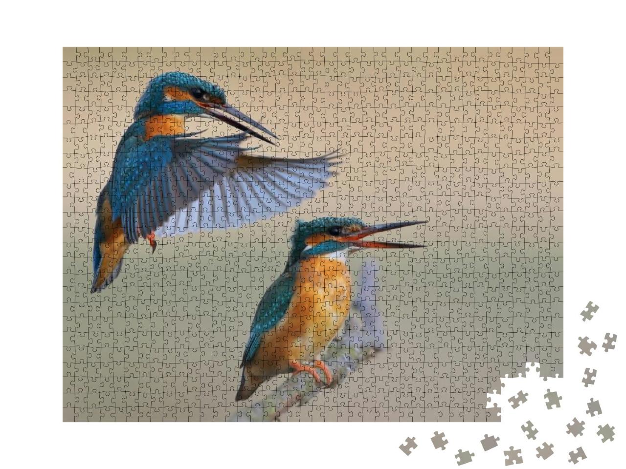Kingfisher Alcedo At This Common Kingfisher... Jigsaw Puzzle with 1000 pieces