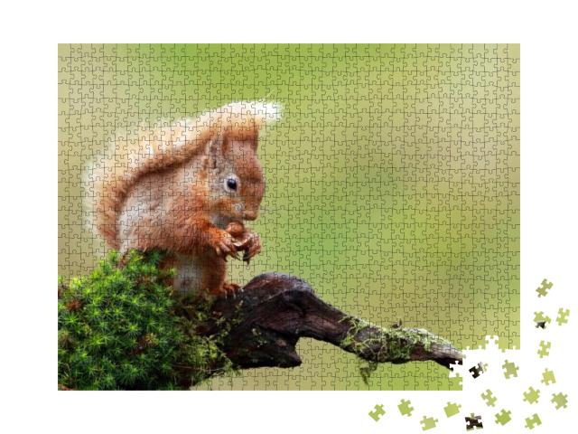 Red Squirrel... Jigsaw Puzzle with 1000 pieces