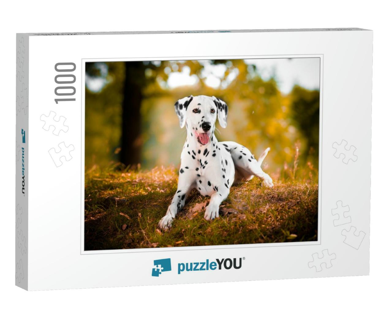 Dalmatian in Grass Black & White Dog... Jigsaw Puzzle with 1000 pieces