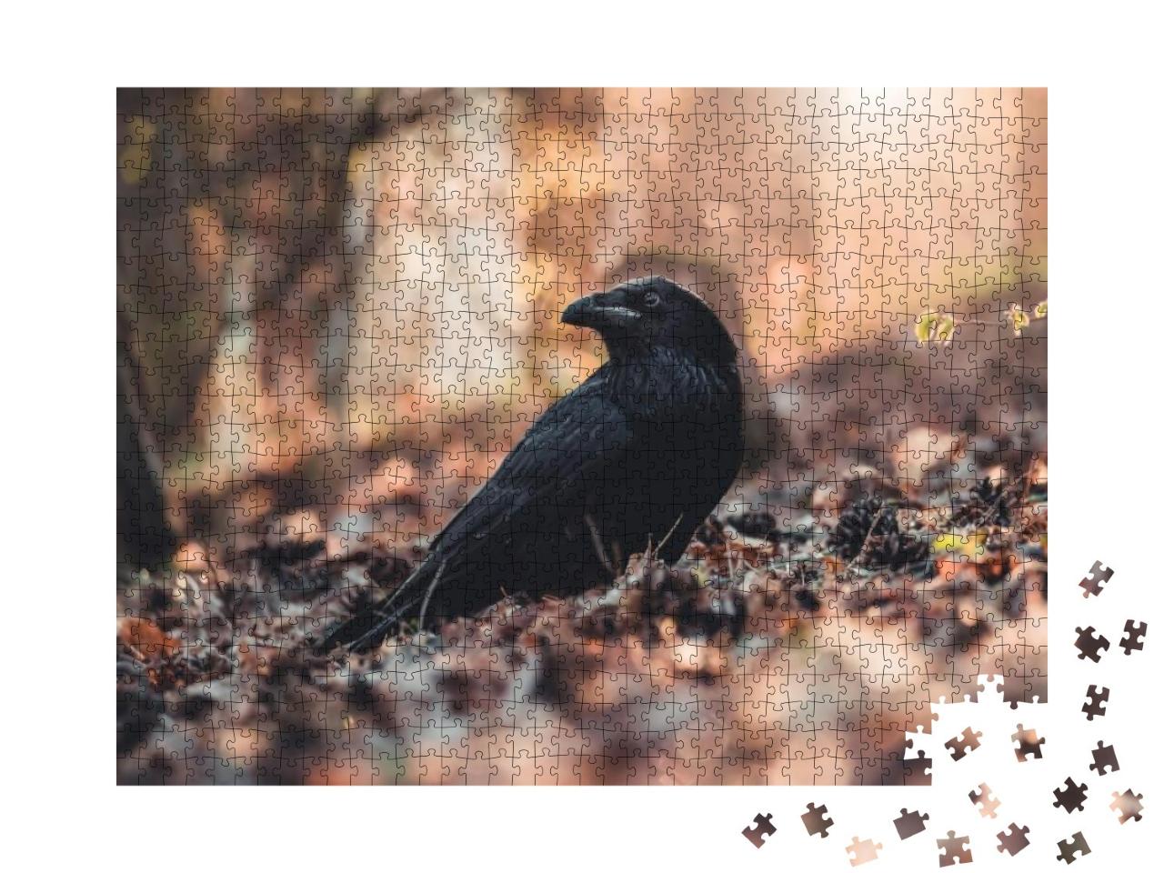 Common Raven Corvus Corax on Ground in Spring Forest. Dar... Jigsaw Puzzle with 1000 pieces