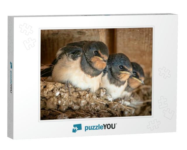 Close Up of Cute Swallow Chicks in the Nest Waiting Patie... Jigsaw Puzzle