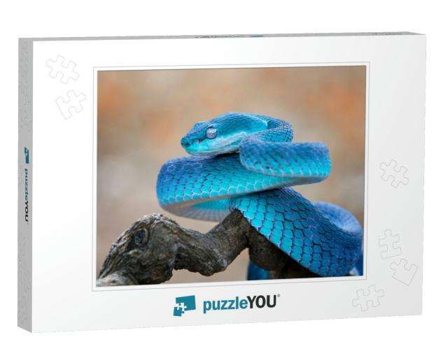Blue Viper Snake Closeup Face, Viper Snake, Blue Insulari... Jigsaw Puzzle