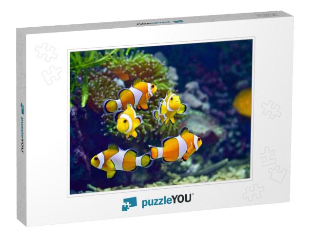 Clownfish or Better Known as Clown Fish Are Fish from the... Jigsaw Puzzle