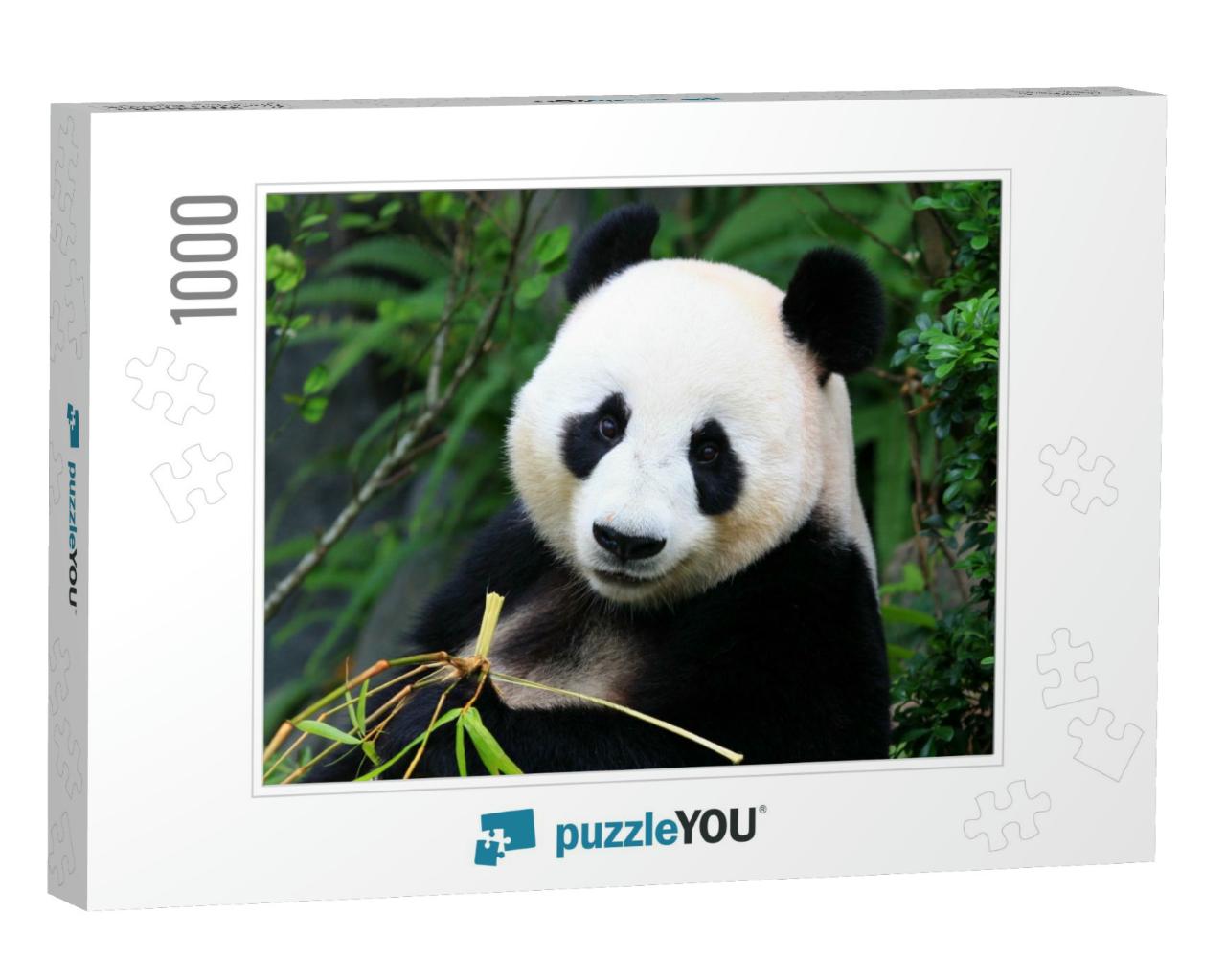 Panda Bear Eating Bamboo Shoot... Jigsaw Puzzle with 1000 pieces