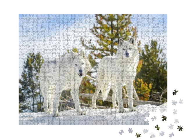 Two Gray Timber Wolf Canis Lupus, Walking in Snow... Jigsaw Puzzle with 1000 pieces