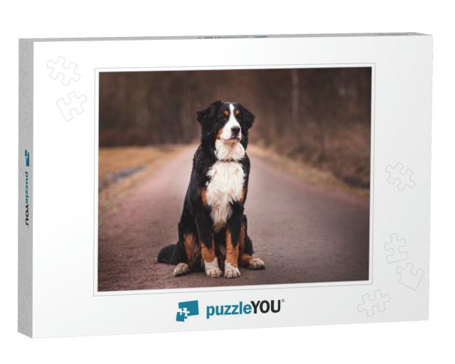 Bernese Mountain Dog Sitting on the Road... Jigsaw Puzzle