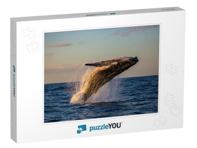 Humpback Whale Bathed in Golden Light Off Sydney Harbor D... Jigsaw Puzzle