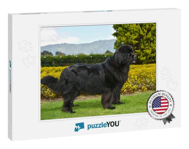 Spectacular Newfoundland Dog, Black, Standing in Profile... Jigsaw Puzzle