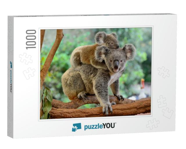 Mother Koala with Baby on Her Back, on Eucalyptus Tree... Jigsaw Puzzle with 1000 pieces