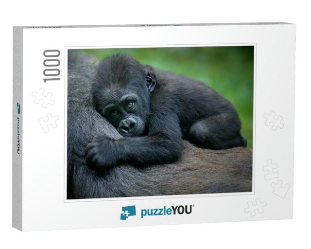 A Gorilla Baby... Jigsaw Puzzle with 1000 pieces