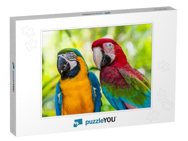 Blue & Gold Macaw or Ara Ararauna & Green Winged Macaw or... Jigsaw Puzzle