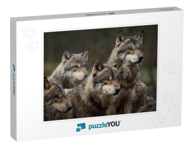 Gray Wolf Pack in Forest... Jigsaw Puzzle