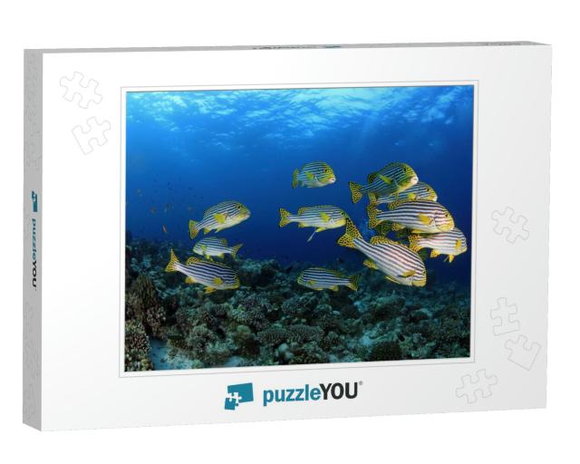 Oriental Sweetlips in the Tropical Waters of the Maldives... Jigsaw Puzzle