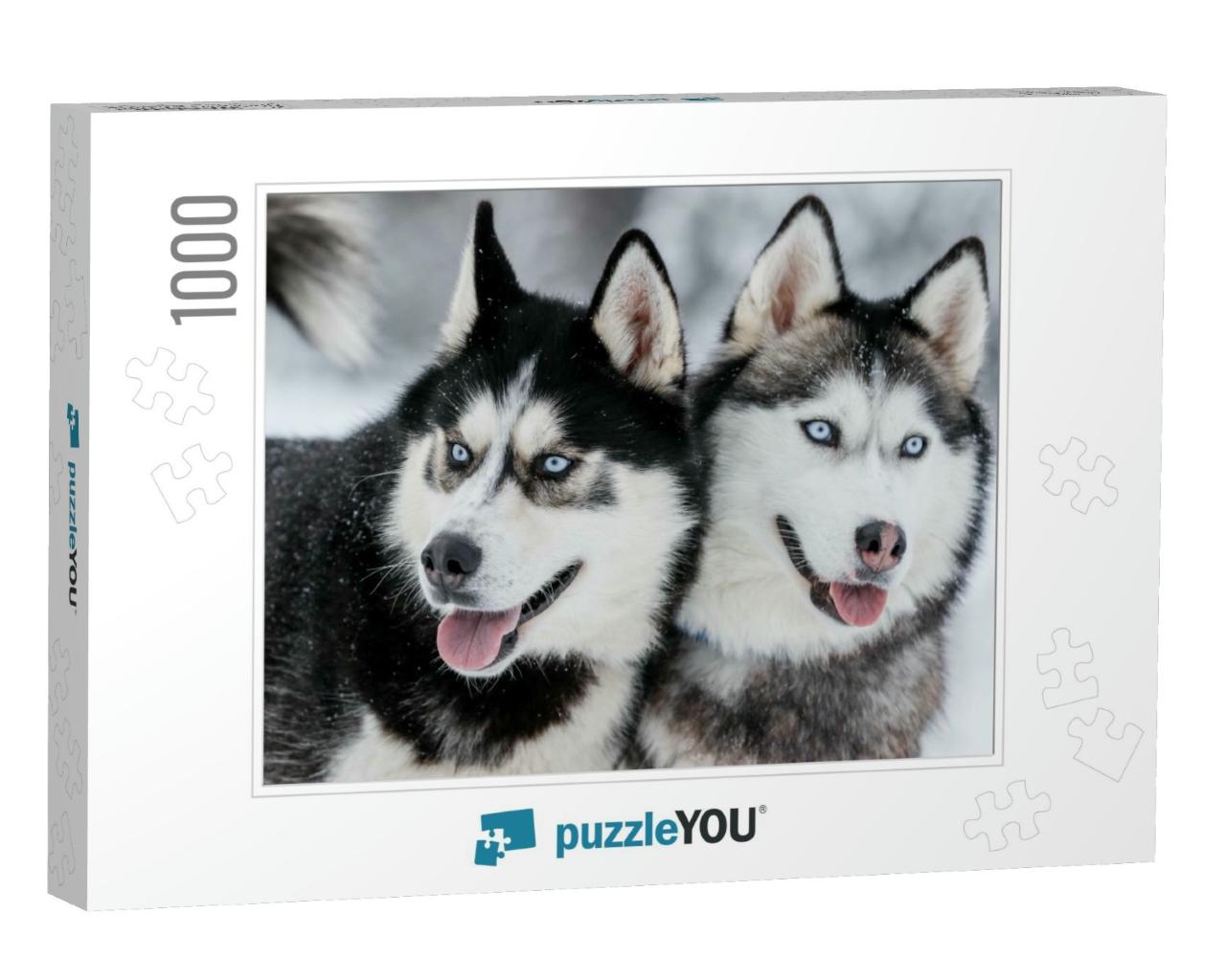 Portrait of a Siberian Husky, Friendship Forever. Pet. Hu... Jigsaw Puzzle with 1000 pieces