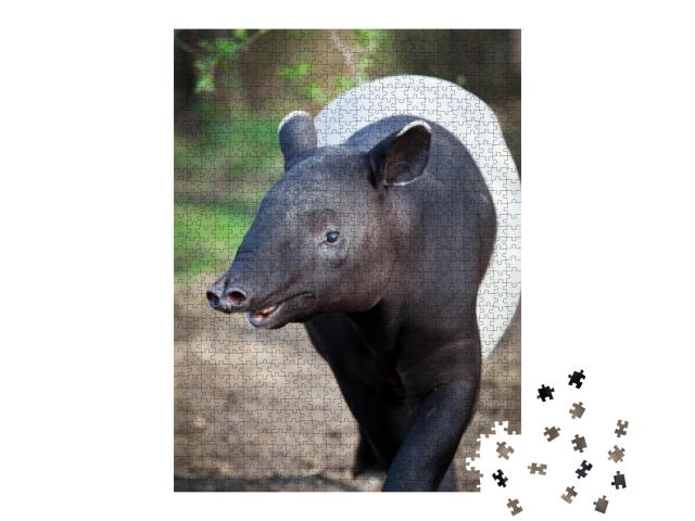 Malayan Tapir, Also Called Asian Tapir Tapirus Indicus... Jigsaw Puzzle with 1000 pieces