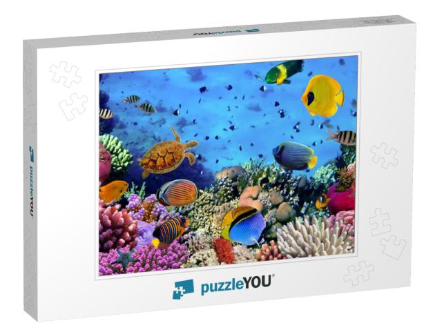 Photo of a Coral Colony, Red Sea, Egypt... Jigsaw Puzzle