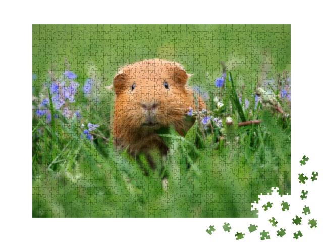 Adorable Guinea Pig Posing on Grass... Jigsaw Puzzle with 1000 pieces