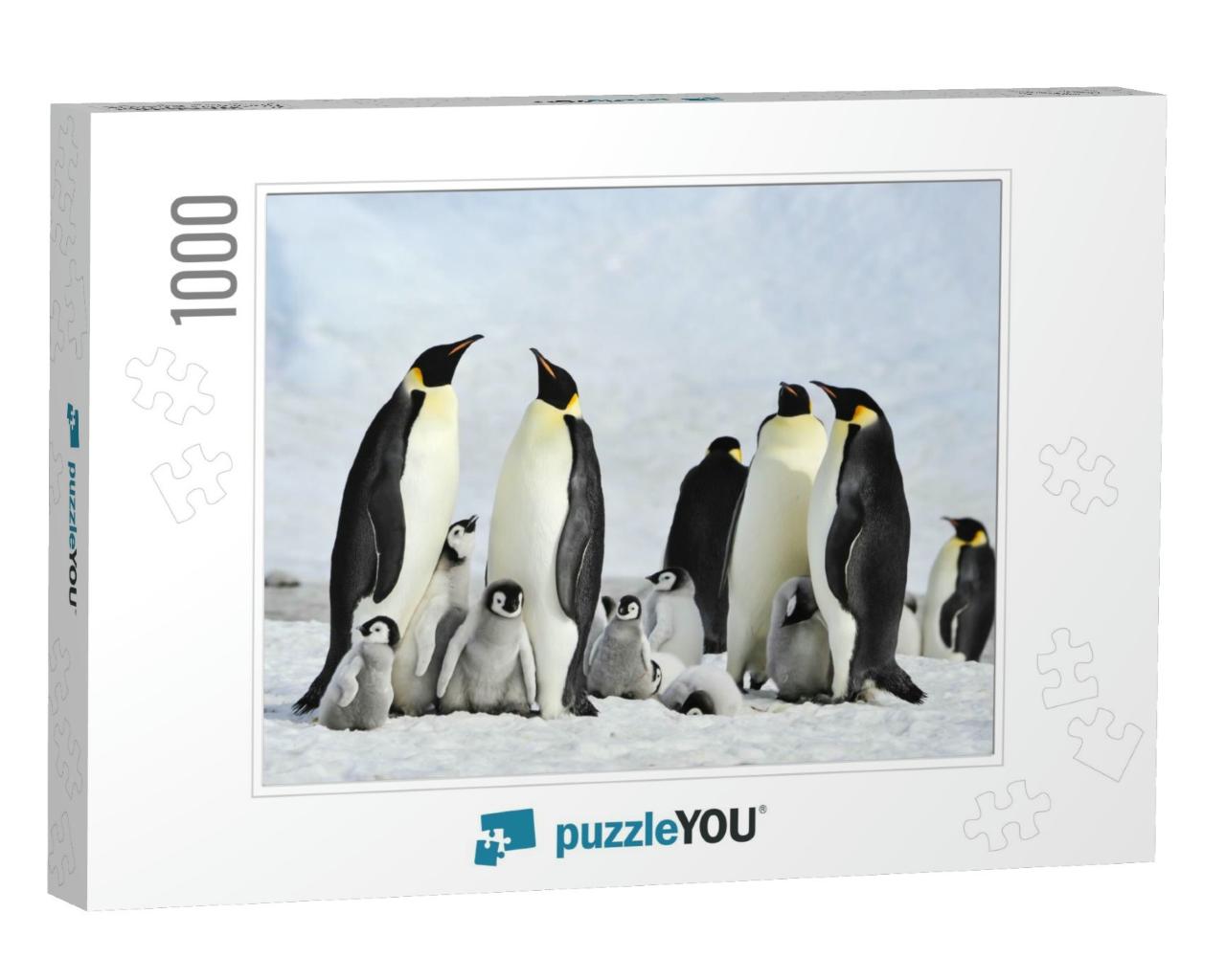 Emperor Penguin Colony At Snow Hill in Antarctica... Jigsaw Puzzle with 1000 pieces